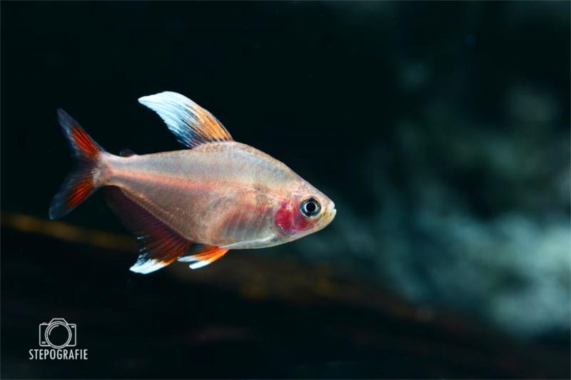 Weißflossen-Schmucksalmler white fin, Hyphessobrycon rosaceus mit der schönen weißen Rückenflosse