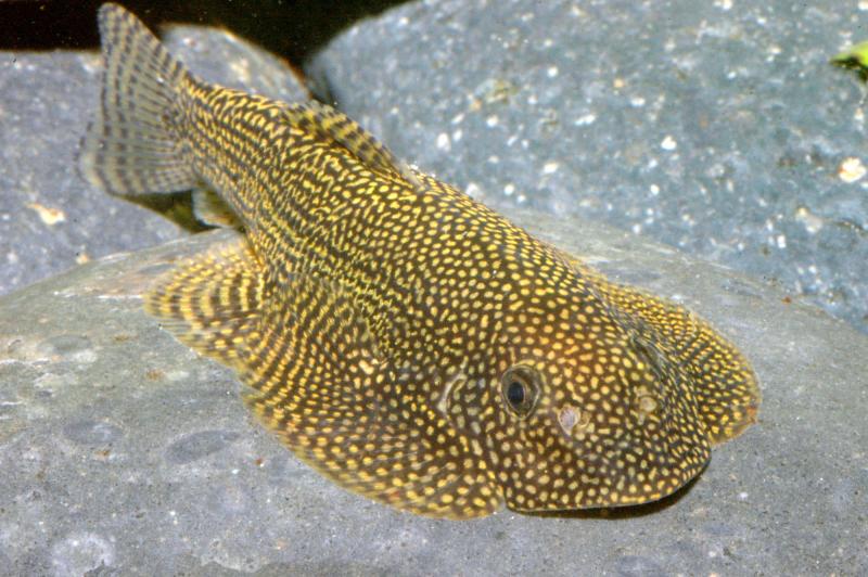Leveretts- oder Tüpfel-Flossensauger - Beaufortia leveretti von vorne im Aquarium