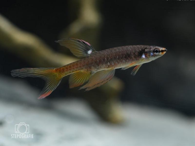Spritzsalmler – Copella arnoldi, ein interessanter Fisch mit spezieller Brutpflege