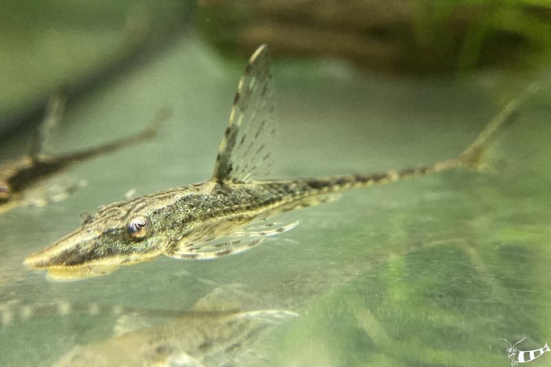 Goldbart Störwels - Sturisoma aureum im Aquarium