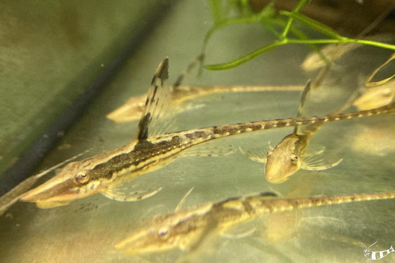 Preview: Goldbart Störwels - Sturisoma aureum eine kleine Gruppe