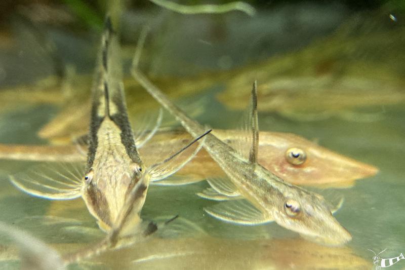 Preview: Goldbart Störwels - Sturisoma aureum von vorne im Aquarium