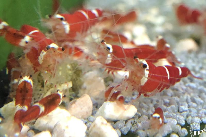 Preview: Super Crystal Red Garnele in der Gruppe