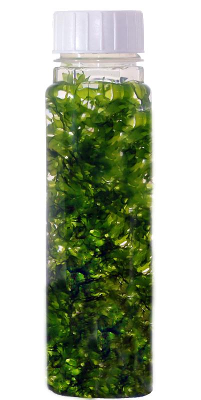 Süßwassertang - Lomariopsis lineata in der Flasche für den Versand.