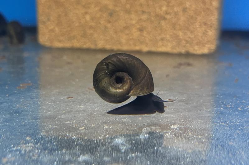 Europäische Posthornschnecke, Planorbarius corneus eine Kaltwasserschnecke für den Gartenteich