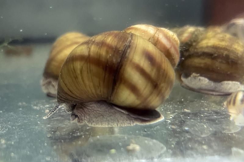 Sumpfdeckelschnecke, Viviparus viviparus die Algenschnecke für den Gartenteich