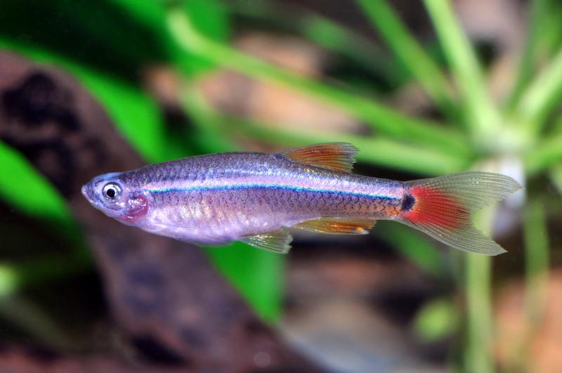 Schleierkardinal - Tanichthys albonubes long fin im Aquarium