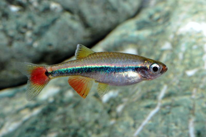 Vietnamesischer Kardinalfisch, Tanichthys micagemmae im Aquarium
