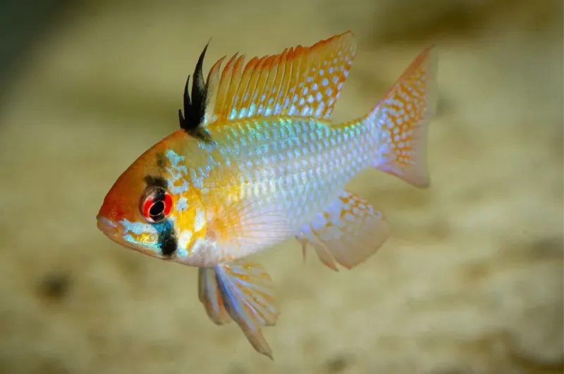 Schmetterlingsbuntbarsch - Mikrogeophagus ramirezi Männchen im Aquarium