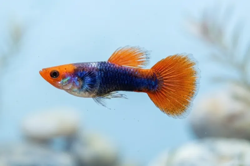 Guppy koi Tuxedo im Aquarium