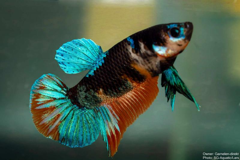 Kampffisch  Männchen - Betta splendens - Deutsche Nachzucht