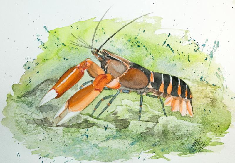 Aquarell Cherax peknyi