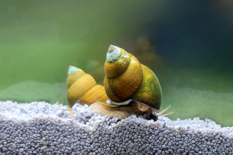 Tigerturmdeckelschnecke, Cipangopaludina leucythoides, Grüne Torpedo Schnecke