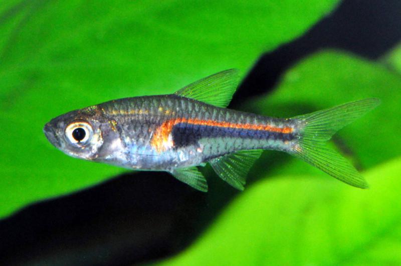 Hengels Keilfleckbärbling - Trigonostigma hengeli im Aquarium