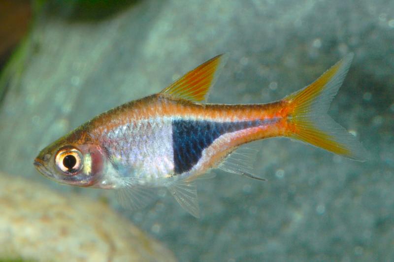 Keilfleckbarbe - Trigonostigma heteromorpha ein lebhafter kleiner Fisch