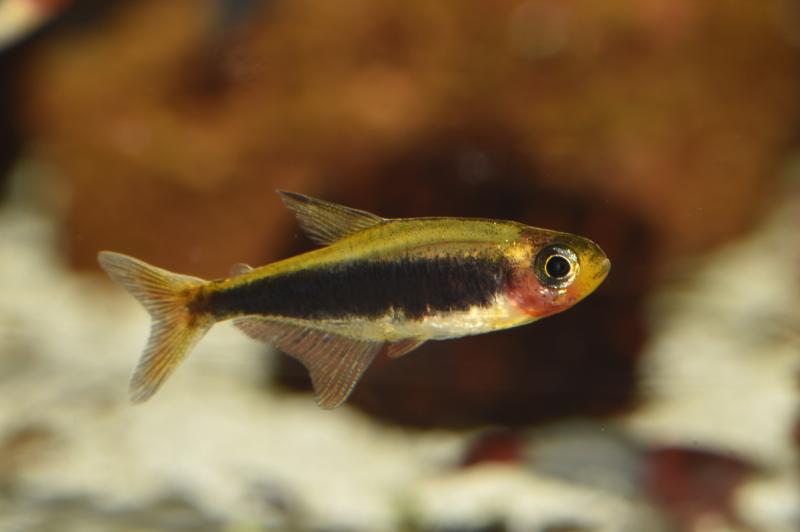 Preview: Tucanosalmler, ein schöner kleiner Fisch aus Südamerika
