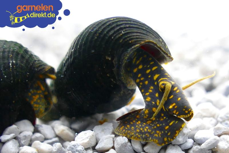 Tylomelania sp. yellow spotted, hier sieht man die schönen gelben Punkte auf den schwarzen Körper