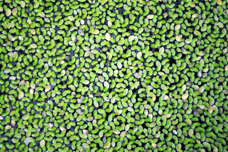Wasserlinsen - Lemna minor Schwimmpflanze zur Algenabwehr