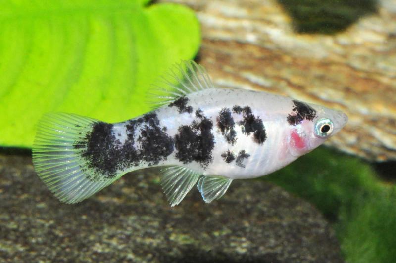 Platy Dalmatiner/Salz & Pfeffer- Xiphophorus maculatus im Aquarium