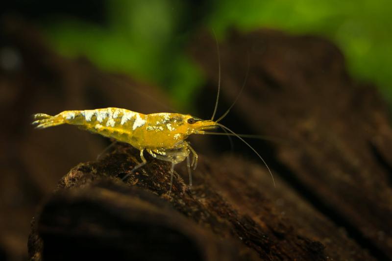 Preview: Yellow Fishbone Caridina logemani Zuchtform