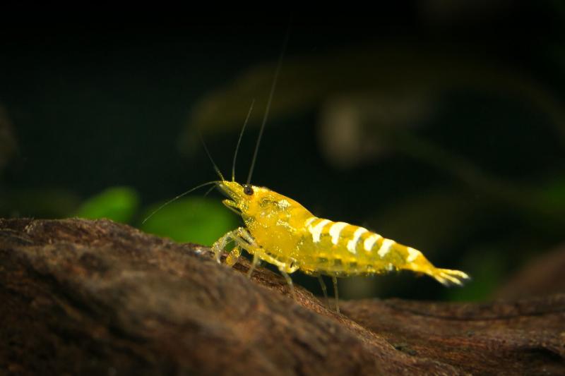 Yellow Fishbone Garnele mit typischer Zeichnung