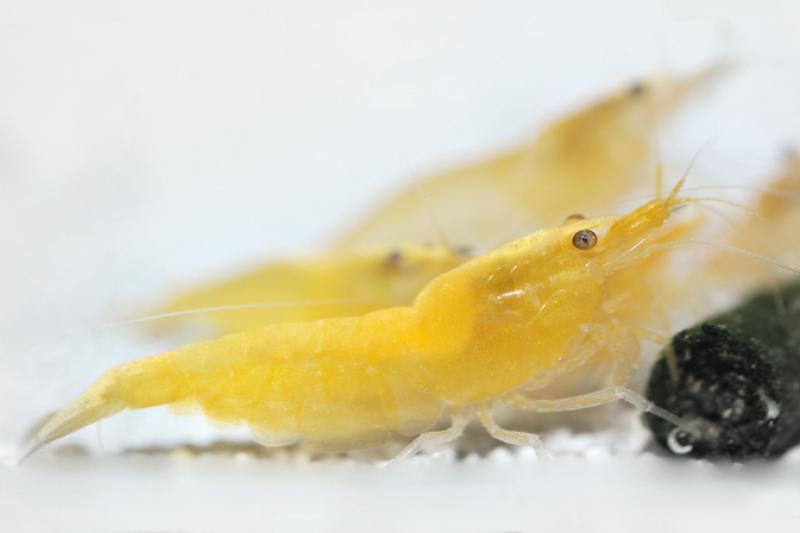 Yellow Fire Garnele Neocaridina davidi, Seitenansicht