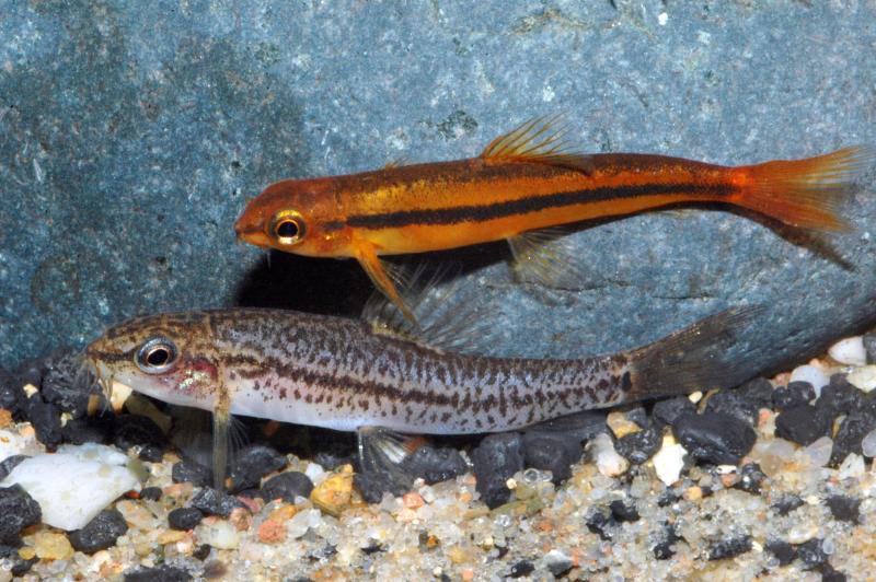 Preview: Rosy-Zwergschmerle – Petruichthys sp. rosy, Pärchen