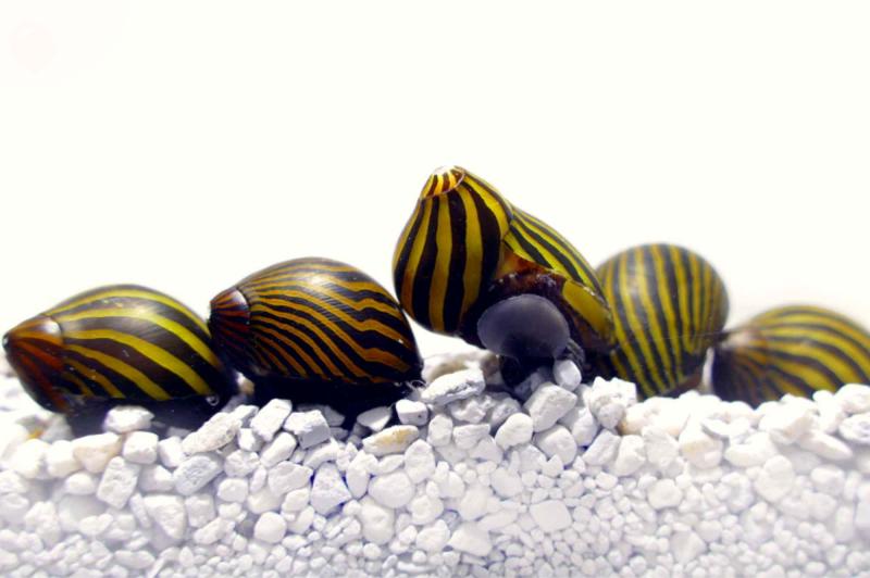 Zebrarennschnecke, Neritina turrita gute Algenfresser für das Aquarium