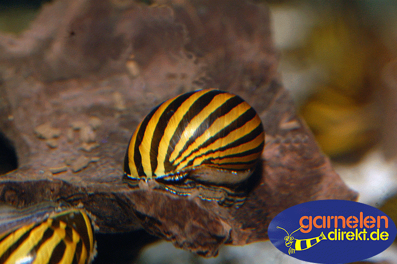 Preview: Zebra Rennschnecke, bei der Arbeit