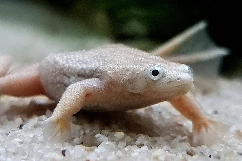 Zwergkrallenfrosch Platinum - Hymenochirus boettgeri platin