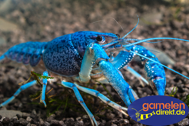 Preview: Adulter blauer Florida Krebs (Procambarus alleni) in strahlend blauer Farbe 