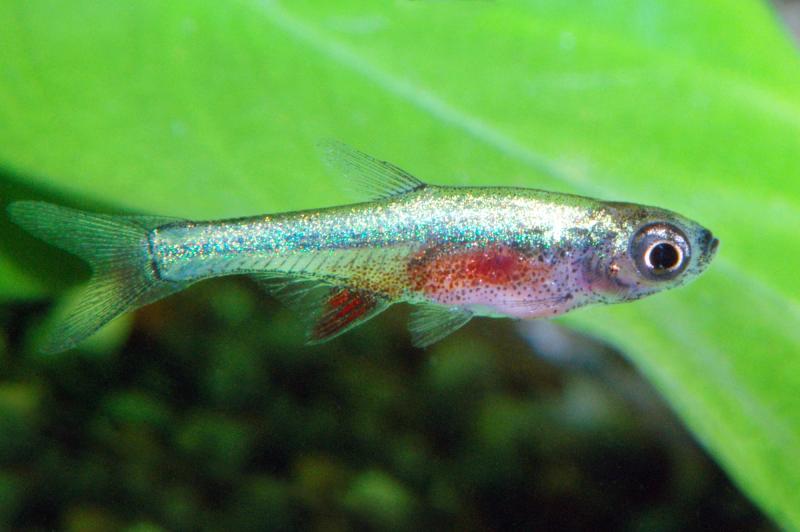 Preview: Axelrods Bärbling blau – Sundadanio/Rasbora axelrodi sp. blue im Aquarium