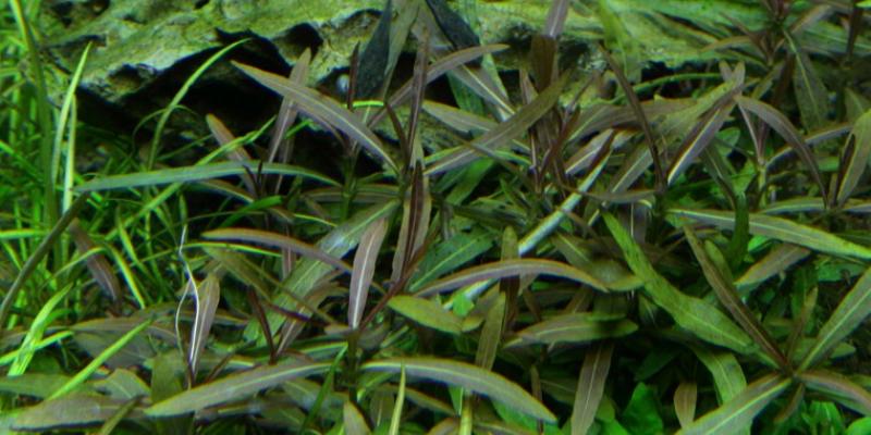 Hygrophila lancea "Araguaia" - Tropica 1-2-Grow, im Aquarium.