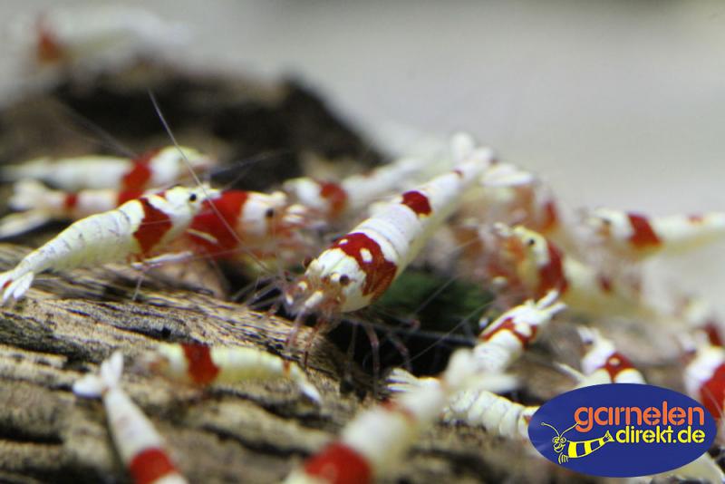 Red Bee Caridina logemanni mit reinem weiß und rot