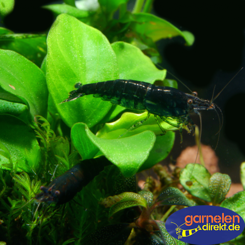 Preview: Schwarze Neocaridina auf einer Pflanze