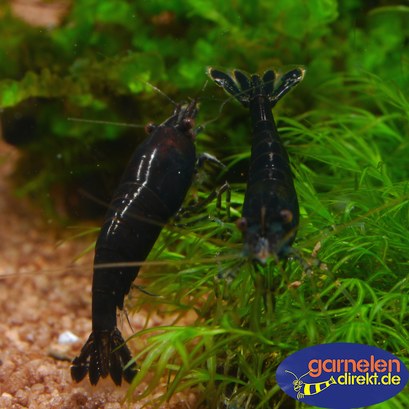 Preview: Zwei Schwarze Sakura im Aquarium