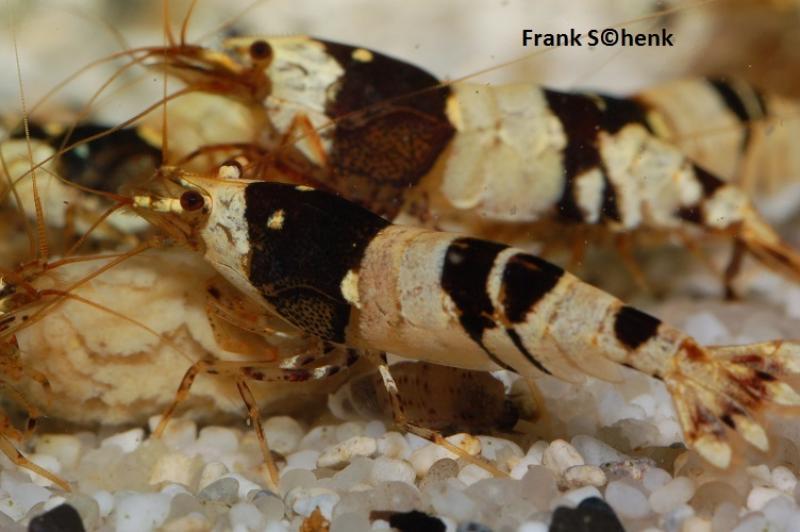 Preview: Black Bee Caridina logemani mit schönem Muster