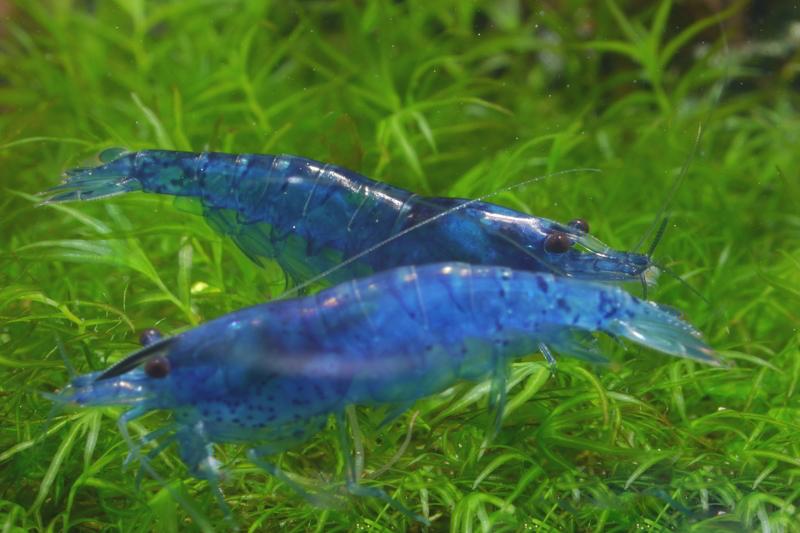 Blue Velvet Garnele im Aquarium