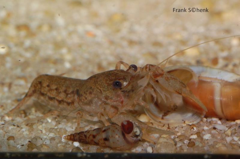 Texanischer Zwergflusskrebs - Cambarellus texanus im Aquarium