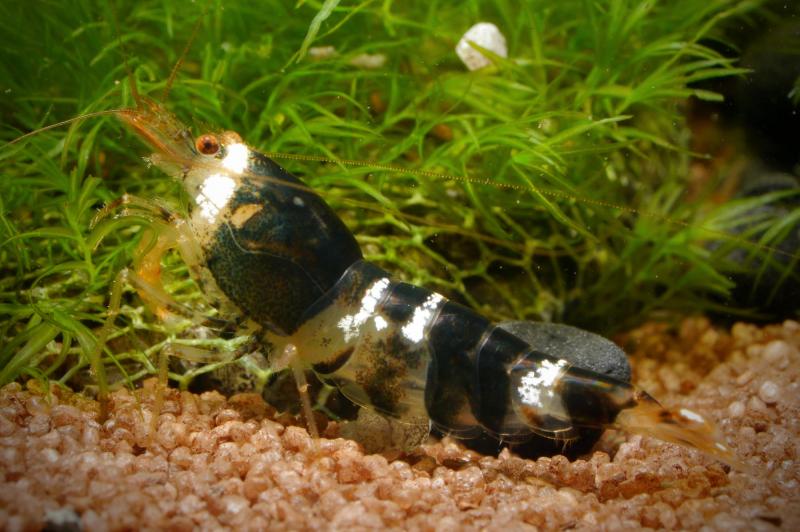 Crystal Black Garnele von der Seite