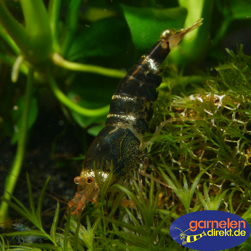Preview: Crystal Black Caridina logemani im Aquarium