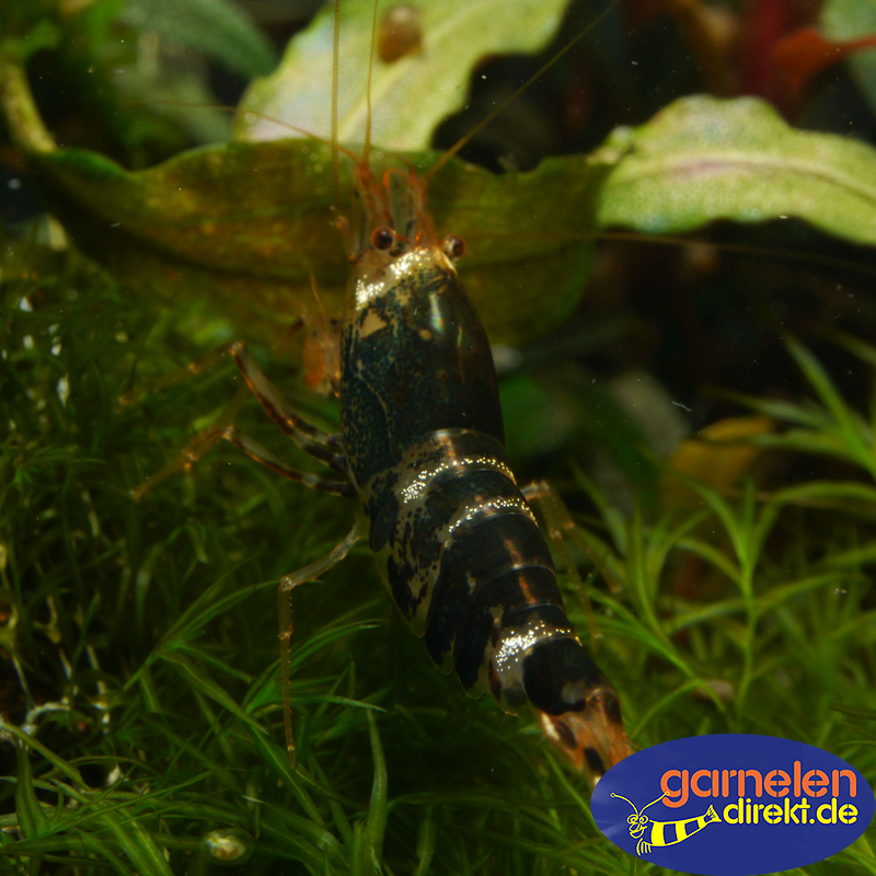 Preview: Crystal Black Garnele, Ansicht von oben