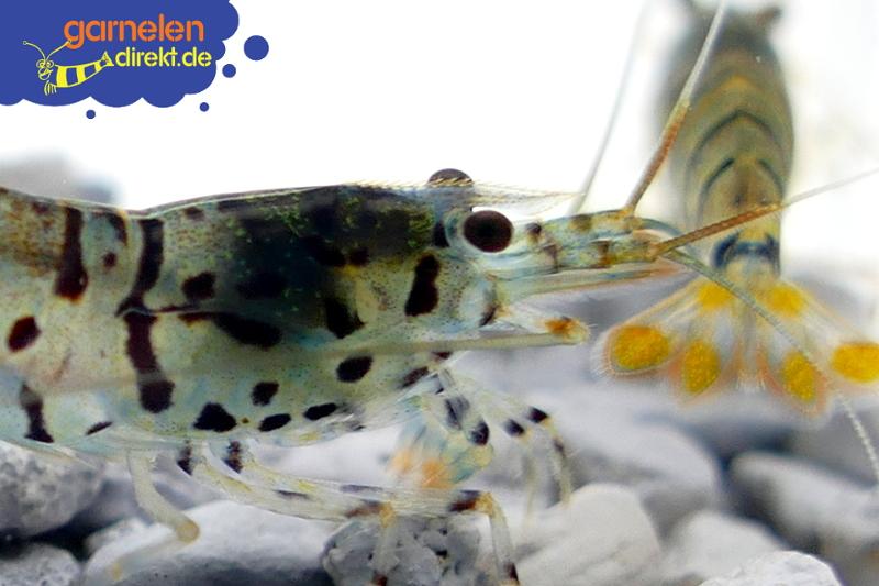 Preview: Galaxy Tigergarnele, Nahaufnahme des Kopfes