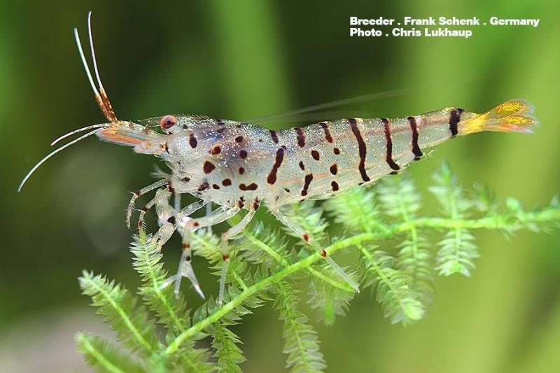 Galaxy Tiger Garnele in ihrer ganzen Pracht