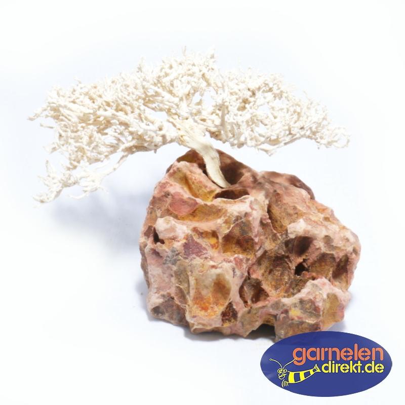 Garnelenfächer, in einem Drachenstein befestigt.
