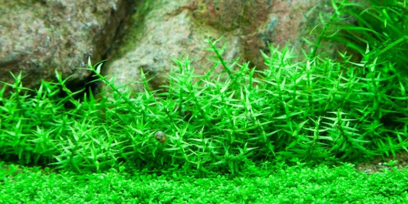 Gratiola viscidula, Klebriges Gnadenkraut - Tropica 1-2-Grow, im Aquarium.