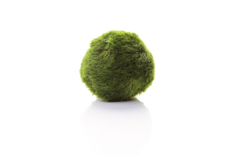 Preview: Mooskugel - Moosball - Marimo - Aegagropila linnaei, eine Mooskugel.