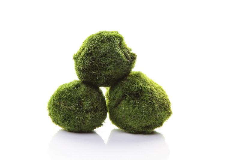 Preview: Mooskugel - Moosball - Marimo - Aegagropila linnaei, drei Mooskugeln.