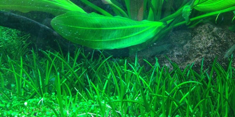 Littorella uniflora, Europäischer Strandling - Tropica 1-2-Grow, im Aquarium.