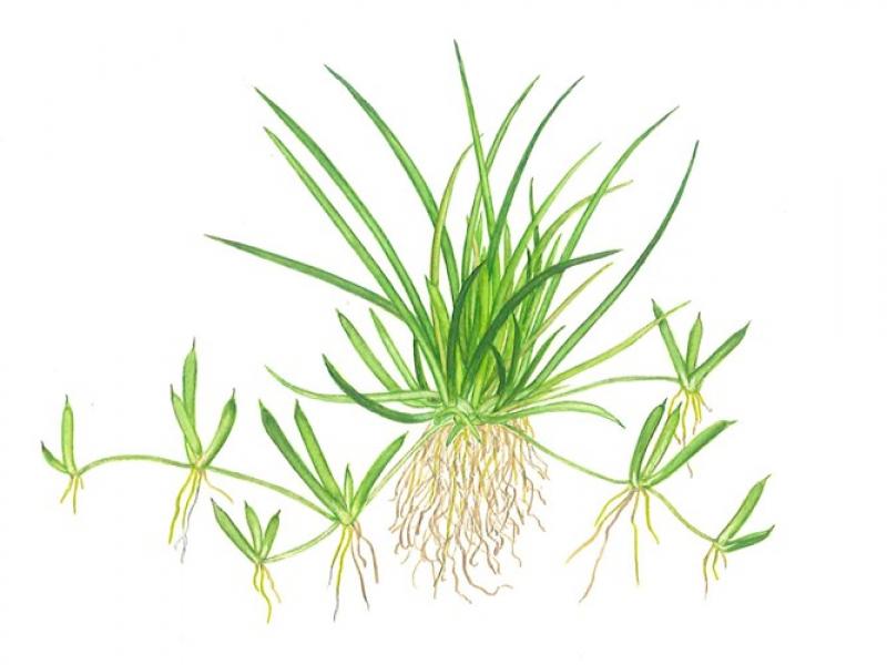 Preview: Littorella uniflora, Europäischer Strandling - Tropica 1-2-Grow, als Zeichnung.
